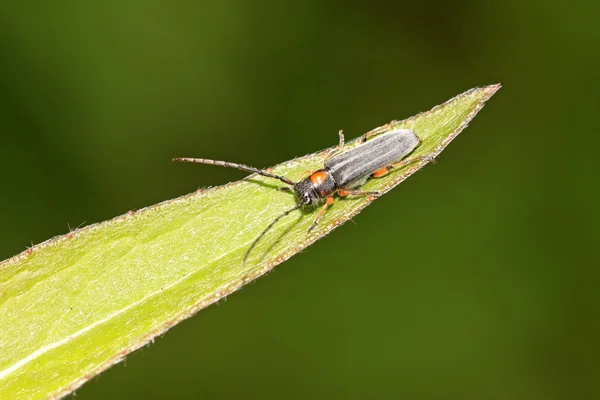 Κολεόπτερα cerambycidae έντομα — Φωτογραφία Αρχείου