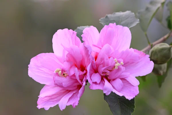 Hibiscus fleurs — Photo