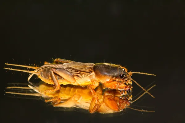 Orientalis de Gryllotalpa —  Fotos de Stock