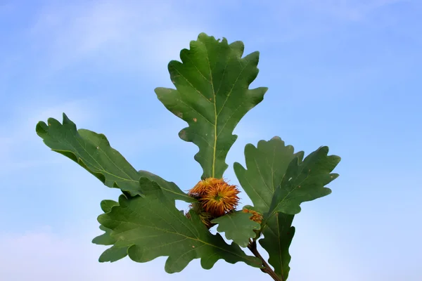 Een soort bladeren onder de blauwe hemel — Stockfoto