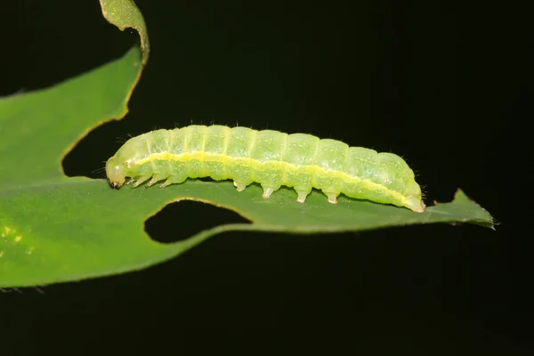 Lepidoptera insects Royalty Free Stock Photos