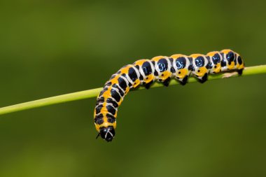 Kelebek larva üzerinde yeşil bir bitki