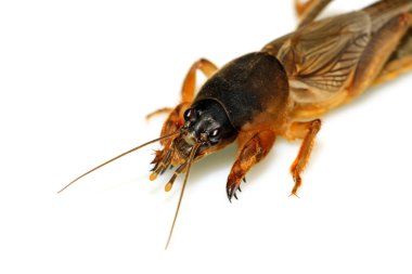 gryllotalpa orientalis