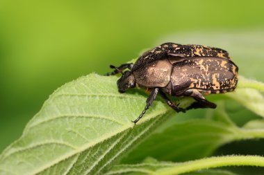 Chafer