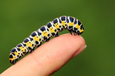 larva kişinin parmak içinde kelebekler