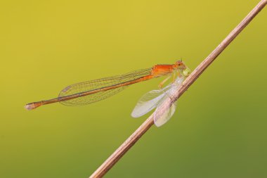 Predator yusufçuklar