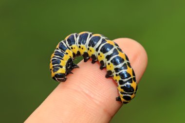 larva kişinin parmak içinde kelebekler