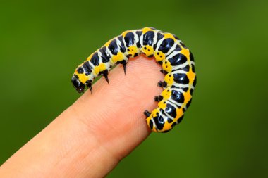 larva kişinin parmak içinde kelebekler