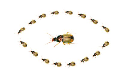 böcekler