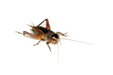 insects - crickets clipart