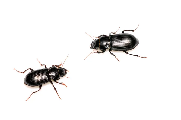 Carabidae — Zdjęcie stockowe