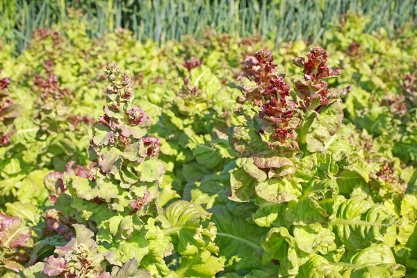 緑の野菜のクローズ アップ — ストック写真