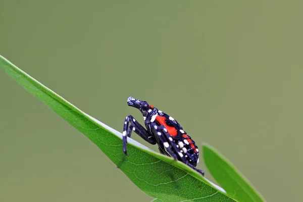 Fulgoroidea Insekten auf dem grünen Blatt — Stockfoto