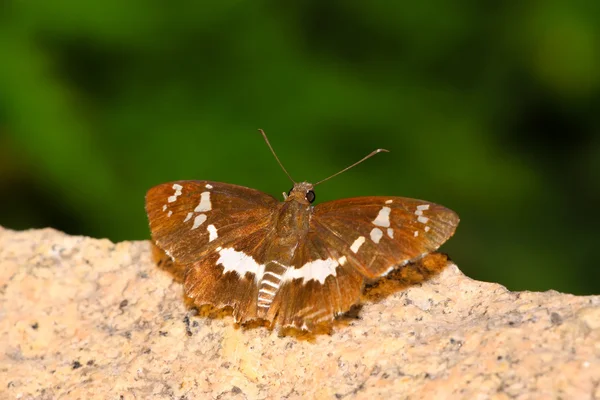 Hnědý motýl — Stock fotografie