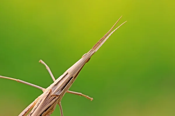 Een sprinkhaan — Stockfoto