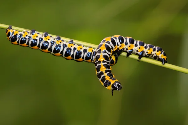 Larvas de borboleta em uma planta verde — Fotografia de Stock