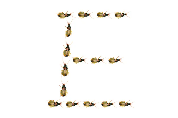 Käfer — Stockfoto