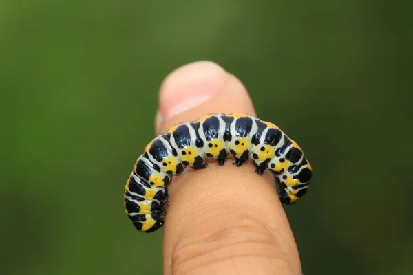 Vlinders larven in van de persoon vingers — Stockfoto