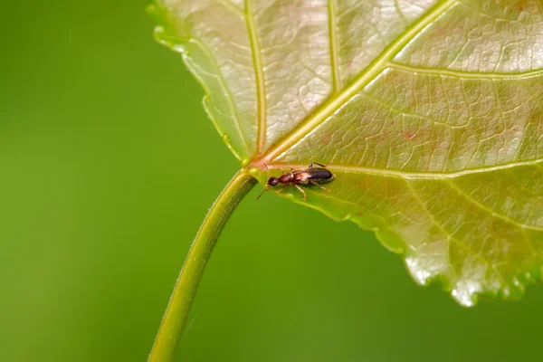 Coléoptère floral ressemblant à une fourmi — Photo