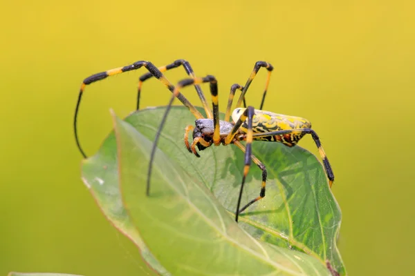 Eine Spinne — Stockfoto