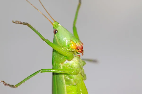 Insekten — Stockfoto