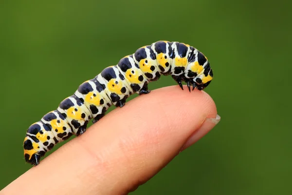 Vlinders larven in van de persoon vingers — Stockfoto