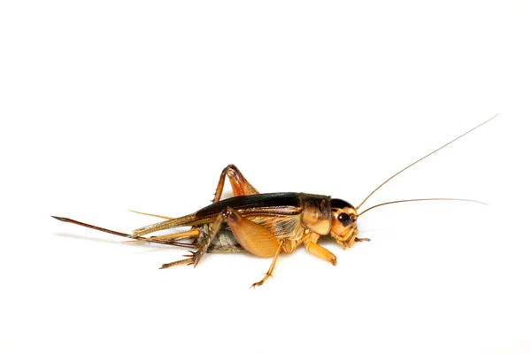 Insects - crickets — Stock Photo, Image