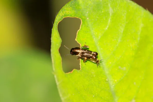 Orthoptera insecten — Stockfoto