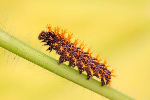 Butterfly larvae — Stock Photo, Image