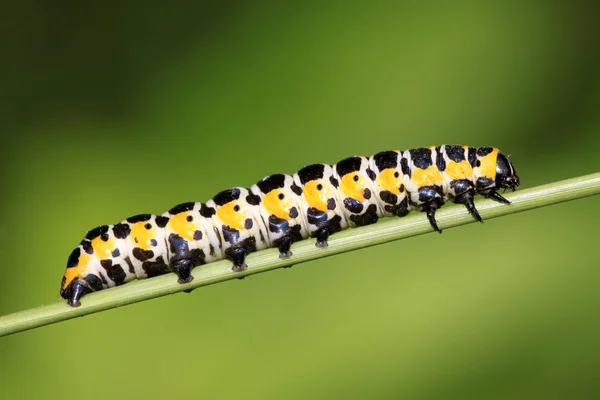 Larvas de mariposa sobre una hoja verde — Foto de Stock