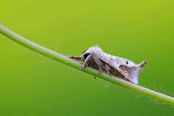 Můry hmyz číhá v rostlinných kmenových — Stock fotografie