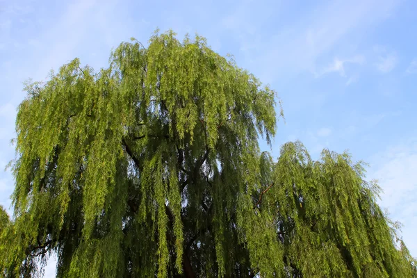 Hangende wilg — Stockfoto