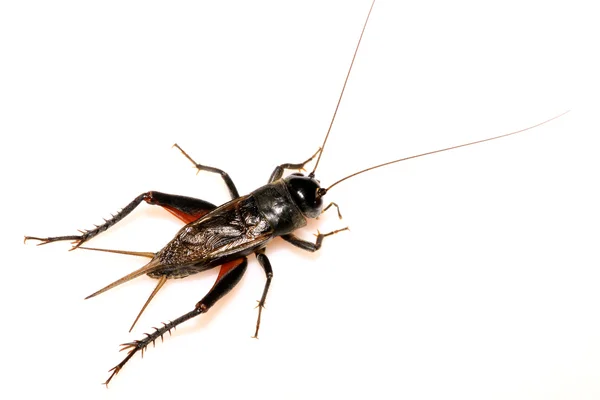 Insects - crickets — Stock Photo, Image