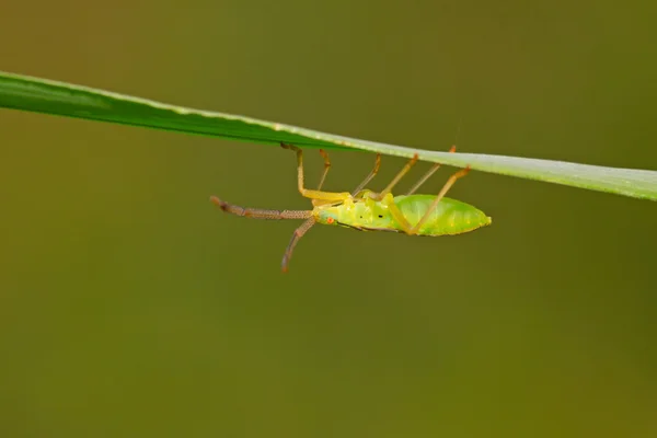 Pis böcek — Stok fotoğraf