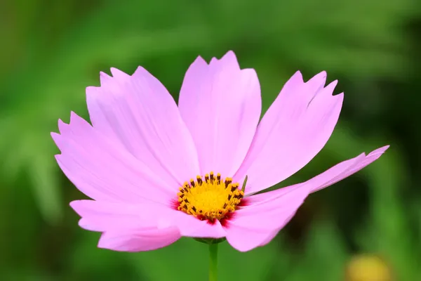 Vackra blommor — Stockfoto