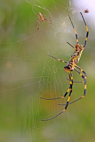 Павук — стокове фото