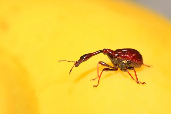 Hmyz má velmi dlouhý krk — Stock fotografie