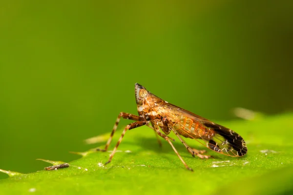 Homoptera insecten — Stockfoto