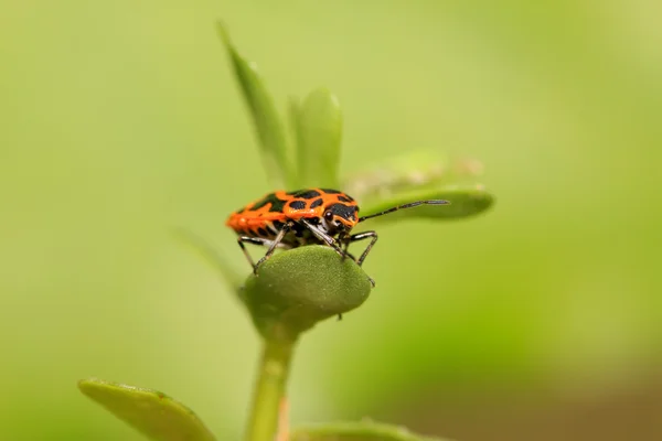 Bug puzzolente — Foto Stock