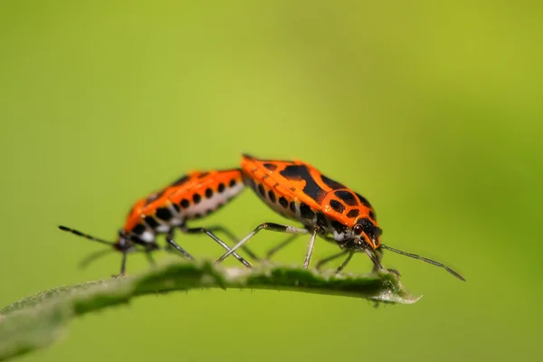 Два вонючих жука — стоковое фото