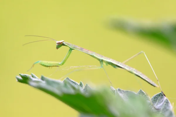 Mantis личинки — стокове фото