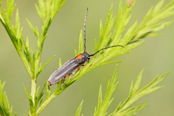 Coleoptera cerambycidae insetos — Fotografia de Stock