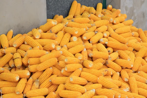 Material bonzi de maíz — Foto de Stock
