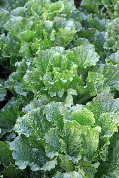 Green chinese cabbage — Stock Photo, Image