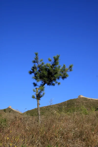 Bomen in de bergen — Stockfoto