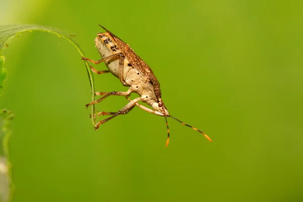 Stink bug — Stock Photo, Image