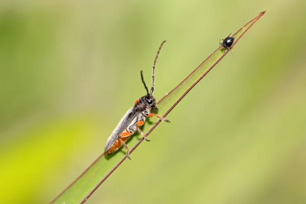 Coleoptera cerambycidae insetos — Fotografia de Stock