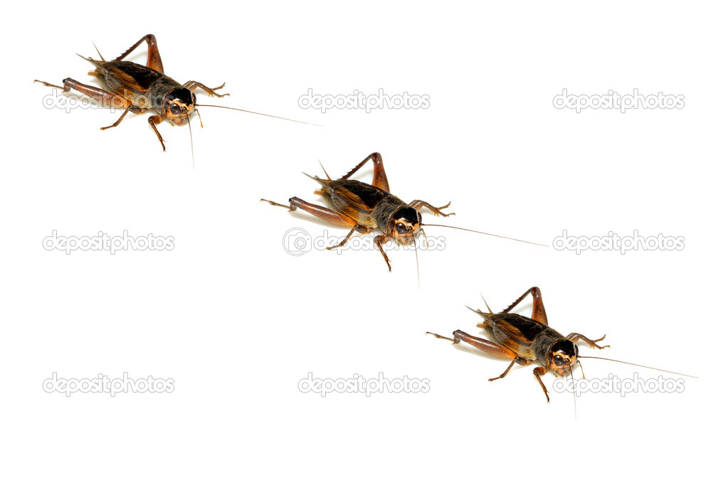 insects - crickets
