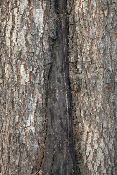 Gammal bark — Stockfoto