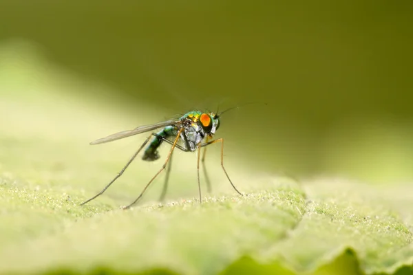 Tabanidae böcekler çim closeup — Stok fotoğraf